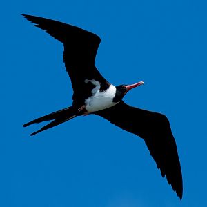 Christmas Island Frigatebird female