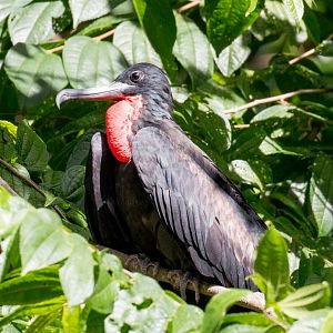 Greater Frigatebird male