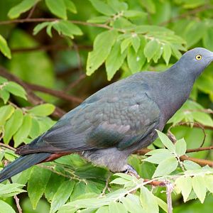 Christmas Island Imperial Pigeon
