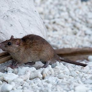 Black Rat on the beach