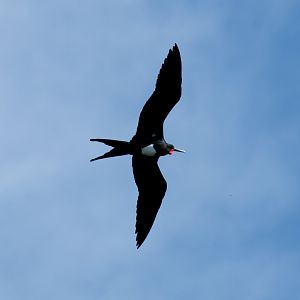Christmas Island Frigatebird male