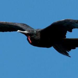 Greater Frigatebird male