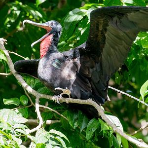Greater Frigatebird male