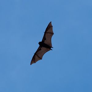 Christmas Island Fruitbat