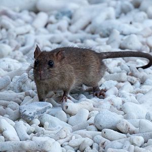 Black Rat on the beach