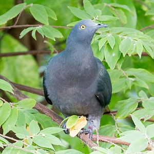 Christmas Island Imperial Pigeon