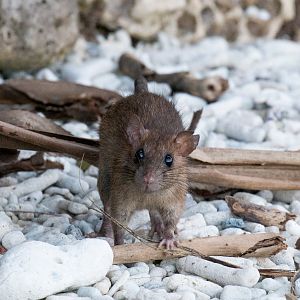 Black Rat on the beach