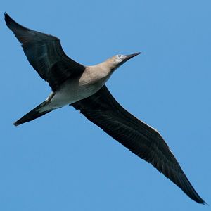 Red-footed Booby juvenile