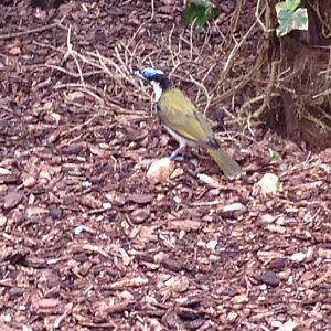 Blue-Faced Honeyeater