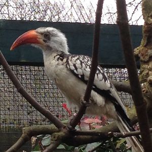 Red-Billed Hornbill (Northern?)