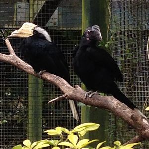 Black Hornbills