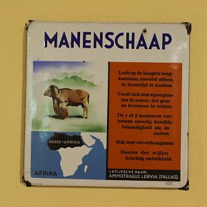 Old sign Barbary sheep