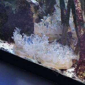 Mangrove jellyfishes aka Up-side-down jellyfishes