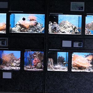 More aquariums at the Marine Lab
