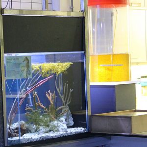 Sea-horses and Plankton-breeding