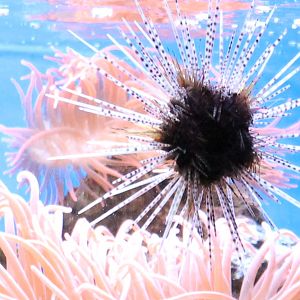 Banded sea-urchin - Echinotrix calamarus