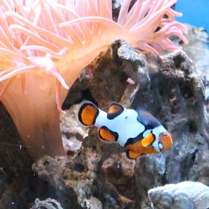 Clownfish