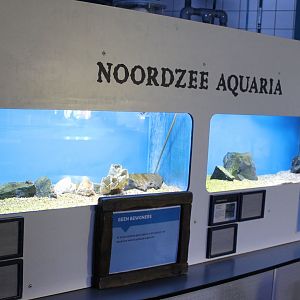 North-sea aquariums at the Marine Lab