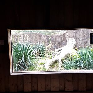 Viewing-window from inside into outside-enclosure Swift fox