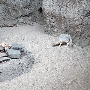 Indoor-enclosure Swift fox