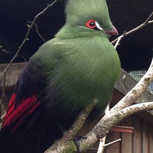 Green Turaco