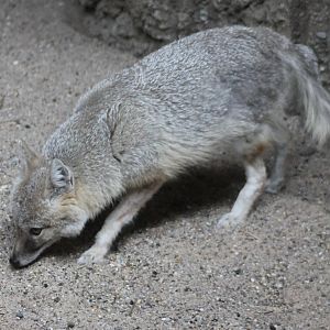 Swift fox