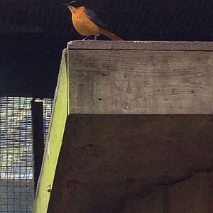 Snowy-Crowned Robin-Chat