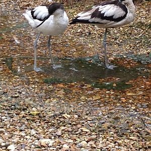 Pied Avocet