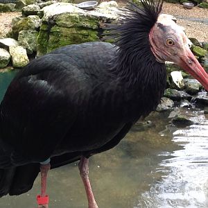 Northern Bald Ibis