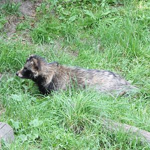 Raccoon dog
