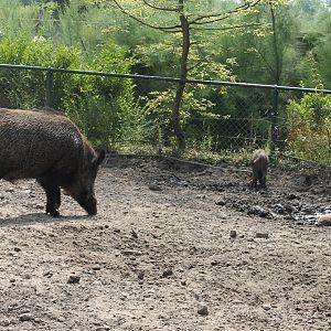 Wild boar with young