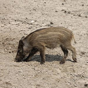 Young Wild boar