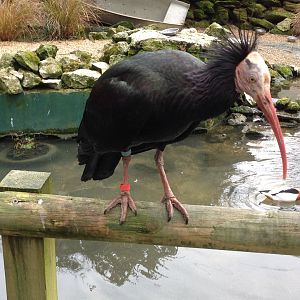 Northern Bald Ibis and Common Shelducks