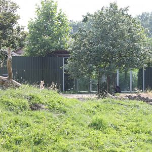 Corsac fox in Black bear enclosure