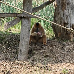 Northern white-cheeked gibbon