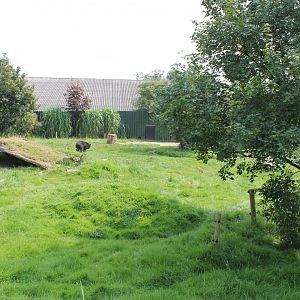 Asian black bear enclosure