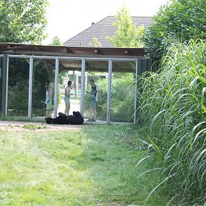 Viewing-window Asian black bear