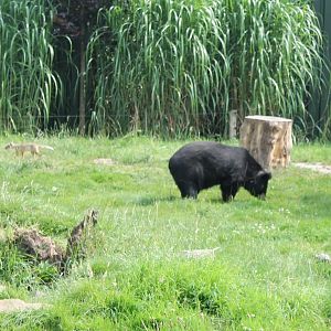 Asian black bear and Corsac fox