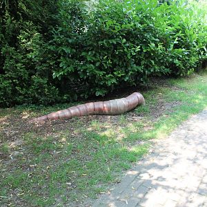 Artificial Earthworm