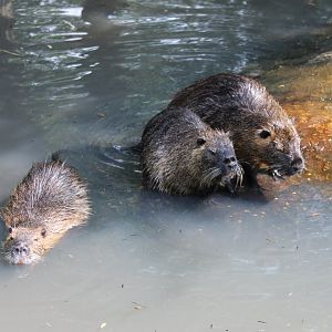 Coypu's