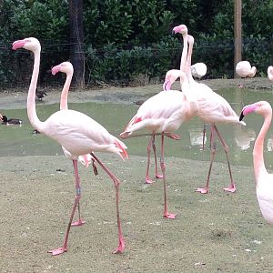 Greater Flamingos and Baer's Pochards?