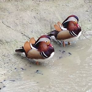 Male Mandarin Ducks