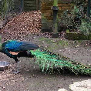 Green Peafowl (Javanese?)