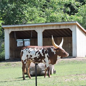Watusi
