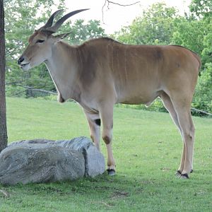 Eland