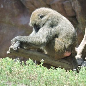 Olive Baboon
