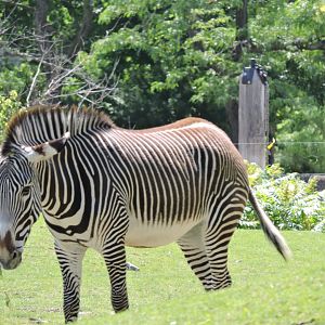 Grevy's Zebra - Rey