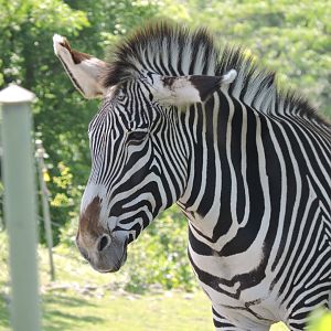 Grevy's Zebra - Tori