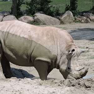 White Rhino - Zohari
