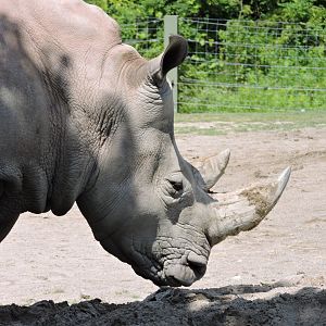 White Rhino - Sabi